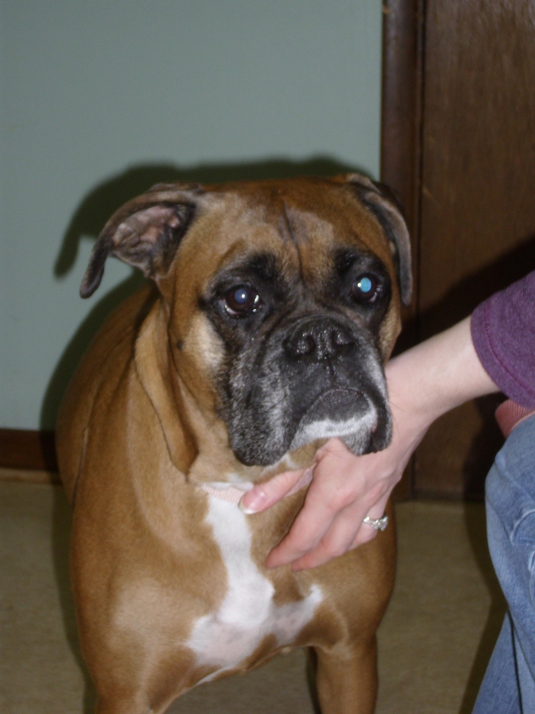 Southeast Alabama Veterinary Hospital Dothan, AL Pet Gallery / Pet